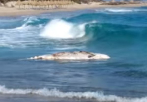 Κρήτη: Κολυμπούσαν και ξαφνικά είδαν αυτή την εικόνα μέσα στη θάλασσα - Δείτε το βίντεο!
