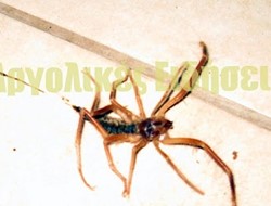 Εντοπίστηκε στο Ναύπλιο η επικίνδυνη Camel Spider