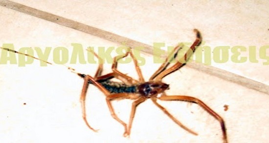 Εντοπίστηκε στο Ναύπλιο η επικίνδυνη Camel Spider