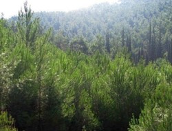 Η προστασία και η σωτηρία των δασών στο επίκεντρο του 2ου Forum του ΣΠΑΥ