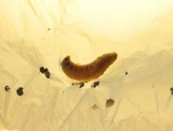 Επιστήμονες ανακάλυψαν το έντομο που τρώει πλαστικά