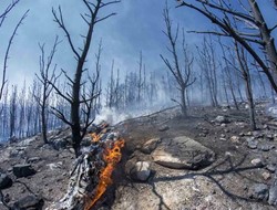 Ανακαλείται η απόφαση κήρυξης αναδασωτέων εκτάσεων στα καμένα