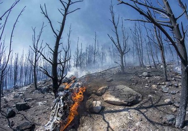 Ανακαλείται η απόφαση κήρυξης αναδασωτέων εκτάσεων στα καμένα