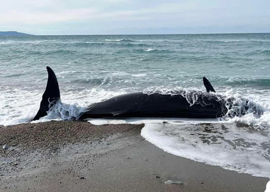 Τέσσερις φάλαινες ξεβράστηκαν στην Κύπρο!