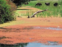 Κτηνοτρόφος εκχέρσωσε 200 στρέμματα προστατευόμενου υγροτόπου