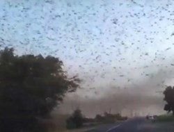 Αποκαλυπτικό βίντεο από τη Ρωσία: Τεράστιο σμήνος από ακρίδες