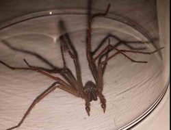 Βρετανία: Επιδρομή από αράχνες σε μέγεθος αρουραίου