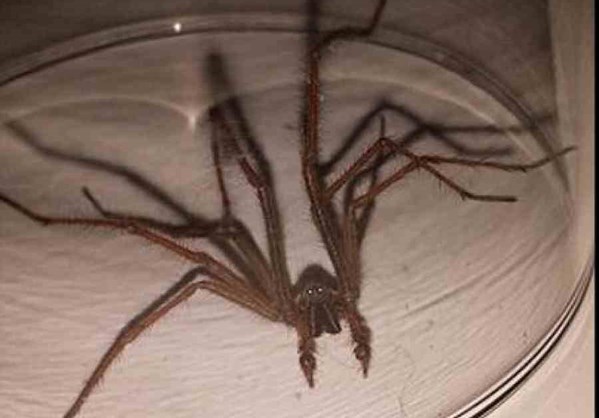 Βρετανία: Επιδρομή από αράχνες σε μέγεθος αρουραίου