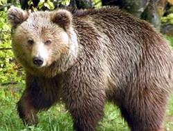 Κοζάνη: Έσωσαν αρκούδα από παγίδα για αγριόχοιρους!