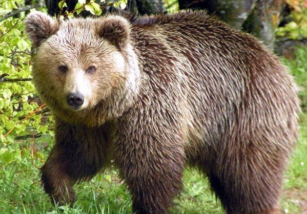 Κοζάνη: Έσωσαν αρκούδα από παγίδα για αγριόχοιρους!