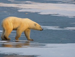 Oι πολικές αρκούδες εγκαταλείπουν την Αρκτική