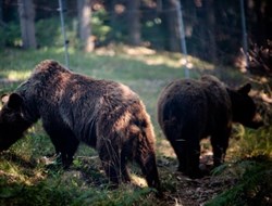 Aρκούδες σε χειμερία νάρκη, μετά από... 23 χρόνια