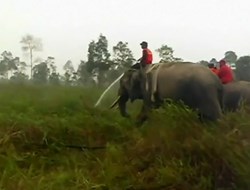 Ελέφαντες πυροσβέστες στην Ινδονησία