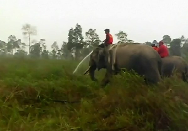 Ελέφαντες πυροσβέστες στην Ινδονησία