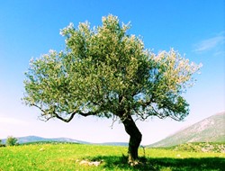 Αποκωδικοποίηση του DNA της ελιάς