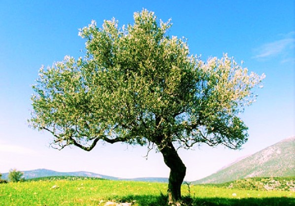 Αποκωδικοποίηση του DNA της ελιάς