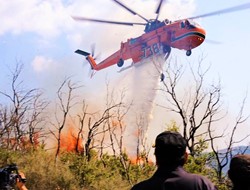 Σχεδόν ολοκληρωτική η καταστροφή, των μαστιχόδεντρων στη Χίο