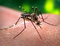 Ελονοσία στην Ελλάδα: τι λέει το ΚΕΕΛΠΝΟ