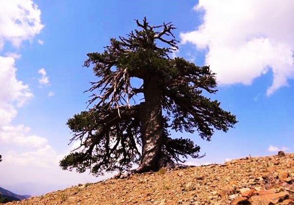 «Άδωνις» λέγεται το αρχαιότερο δέντρο της Ευρώπης και βρίσκεται στην Πίνδο