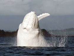 Εξαιρετικά σπάνια λευκή φάλαινα επανεμφανίστηκε μετά από 24 χρόνια [Βίντεο]