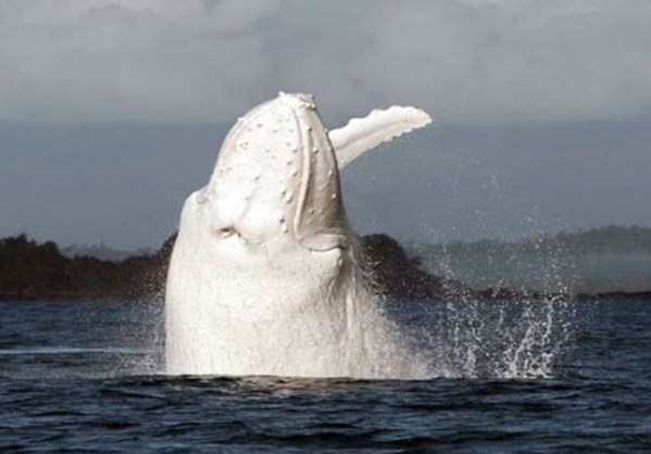 Εξαιρετικά σπάνια λευκή φάλαινα επανεμφανίστηκε μετά από 24 χρόνια [Βίντεο]