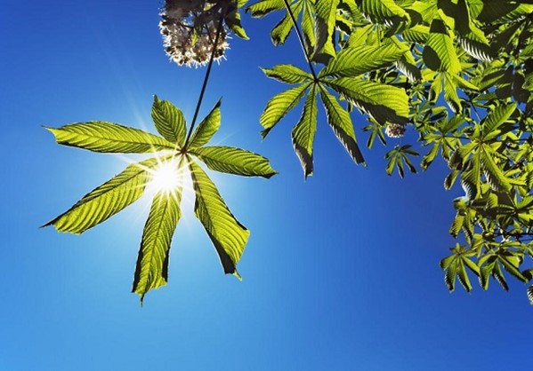 Η παγκόσμια φωτοσύνθεση των φυτών έχει αυξηθεί κατά 30%