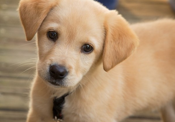 Το Radio Xalazi στο 5ο Ιnternational Dog Festval