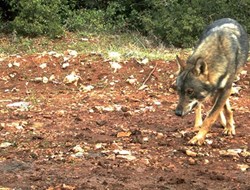 Οι λύκοι επέστρεψαν στην Πάρνηθα μετά από 50 χρόνια