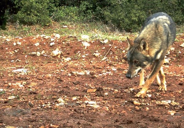Οι λύκοι επέστρεψαν στην Πάρνηθα μετά από 50 χρόνια