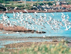 Με προεδρικό διάταγμα θωρακίζεται ο υγρότοπος Βουρκαρίου