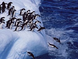 Κινδυνεύουν με εξαφάνιση οι πιγκουίνοι στην Ανταρκτική