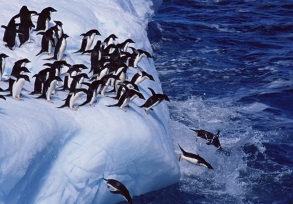 Κινδυνεύουν με εξαφάνιση οι πιγκουίνοι στην Ανταρκτική
