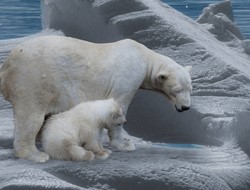 Η κλιματική αλλαγή θα εξαφανίσει τις πολικές αρκούδες