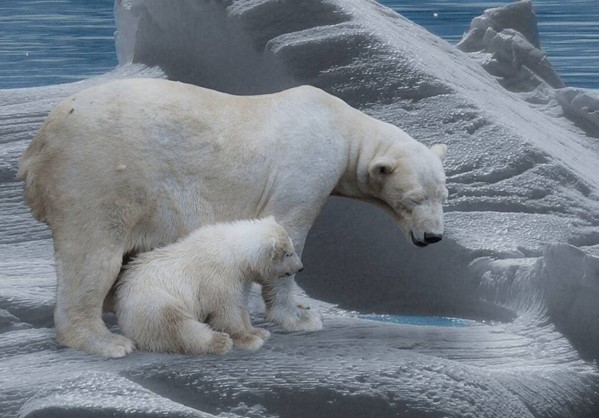 Η κλιματική αλλαγή θα εξαφανίσει τις πολικές αρκούδες