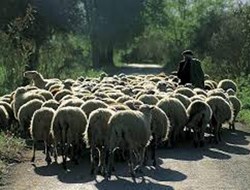 ΕΛΓΑ: Αποζημιώσεις σε 263 κτηνοτρόφους