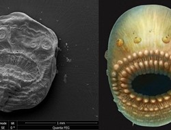 Μικροσκοπικός οργανισμός που έζησε πριν από 540 εκατ. χρόνια ο αρχαιότερος πρόγονος του ανθρώπου!