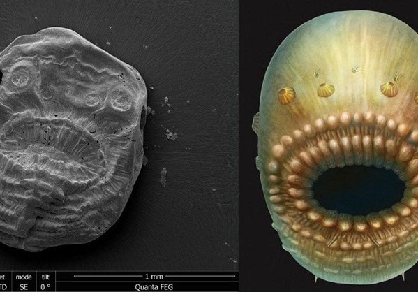 Μικροσκοπικός οργανισμός που έζησε πριν από 540 εκατ. χρόνια ο αρχαιότερος πρόγονος του ανθρώπου!