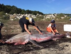 Μασαχουσέτη: Λευκός καρχαρίας βρέθηκε νεκρός σε παραλία