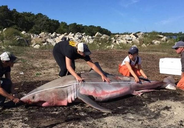 Μασαχουσέτη: Λευκός καρχαρίας βρέθηκε νεκρός σε παραλία