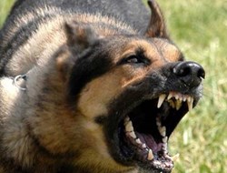Τουρίστρια δέχθηκε επίθεση από σκύλο στο Ηράκλειο