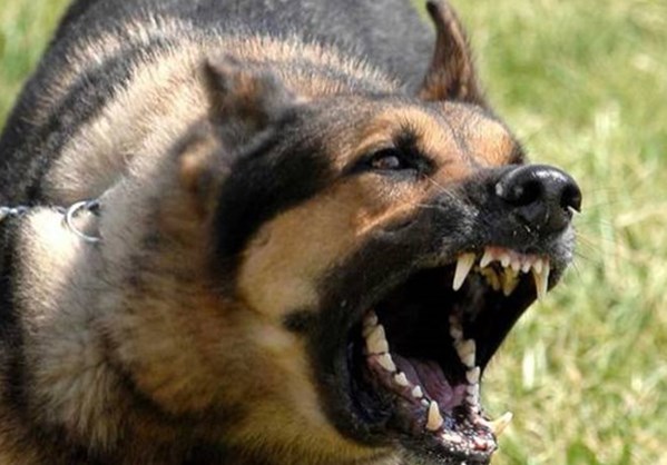 Τουρίστρια δέχθηκε επίθεση από σκύλο στο Ηράκλειο