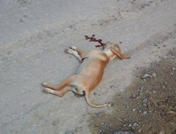 Σέρρες: Συνελήφθη οδηγός που πάτησε σκύλο