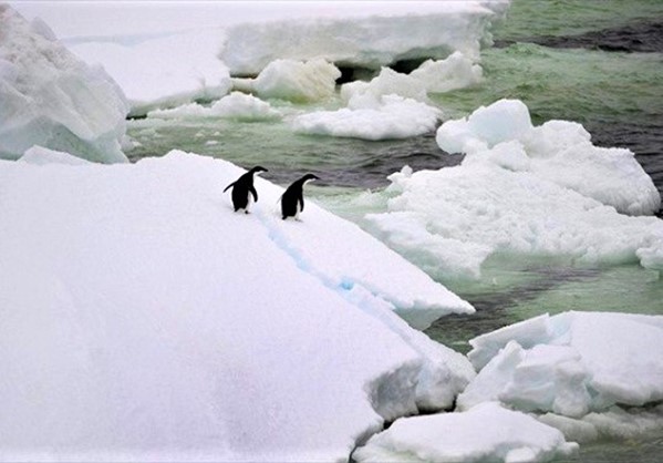 Ο πλανήτης εκπέμπει SOS: Εξαφανίζονται οι πιγκουίνοι από την Ανταρκτική