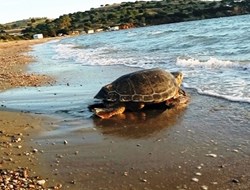 Ζάκυνθος: η χελώνα Ραφαήλ επιστρέφει στη φύση