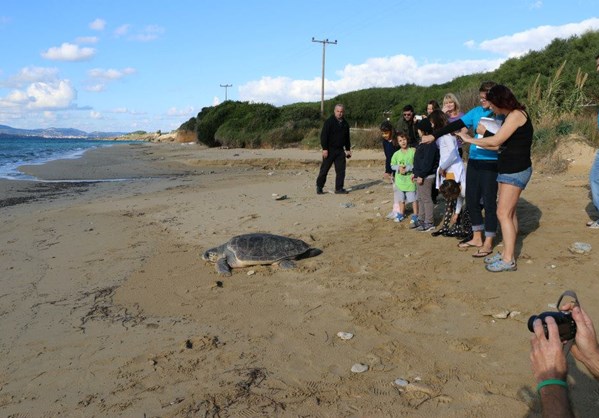 Κεφαλονιά: Απελευθέρωσαν χελώνα σε παραλία του νησιού
