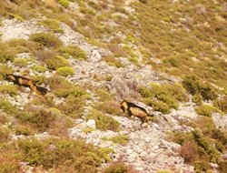 SOS για τη νησίδα Γιούρα εκπέμπει ο Δήμος Αλοννήσου