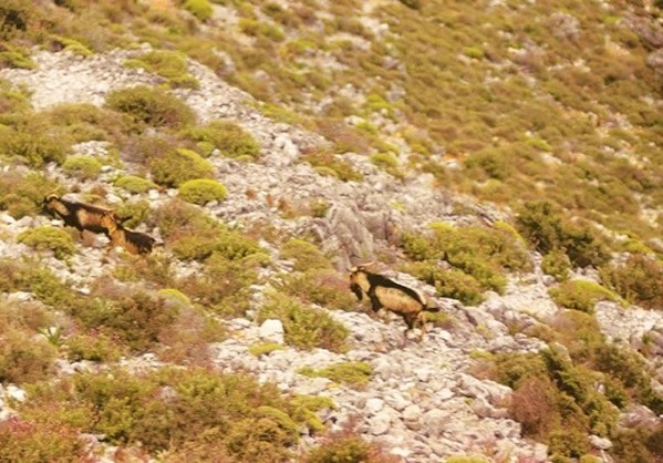 SOS για τη νησίδα Γιούρα εκπέμπει ο Δήμος Αλοννήσου