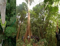 Βρετανοί επιστήμονες, ανακάλυψαν το υψηλότερο δέντρο στον κόσμο