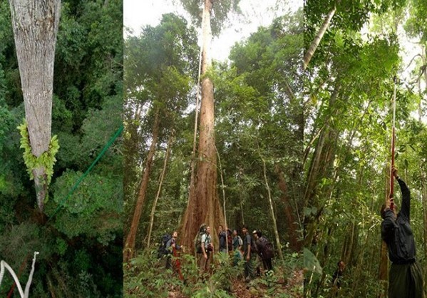Βρετανοί επιστήμονες, ανακάλυψαν το υψηλότερο δέντρο στον κόσμο