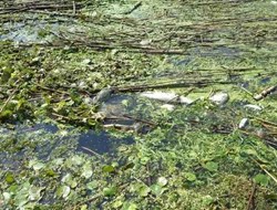 Εκατοντάδες νεκρά ψάρια από ασφυξία στον ποταμό Λουδία